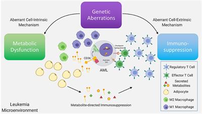 The Interplay Between the Genetic and Immune Landscapes of AML: Mechanisms and Implications for Risk Stratification and Therapy